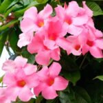 The Complete Dipladenia Plant Care Guide: Grow, Train & Thrive