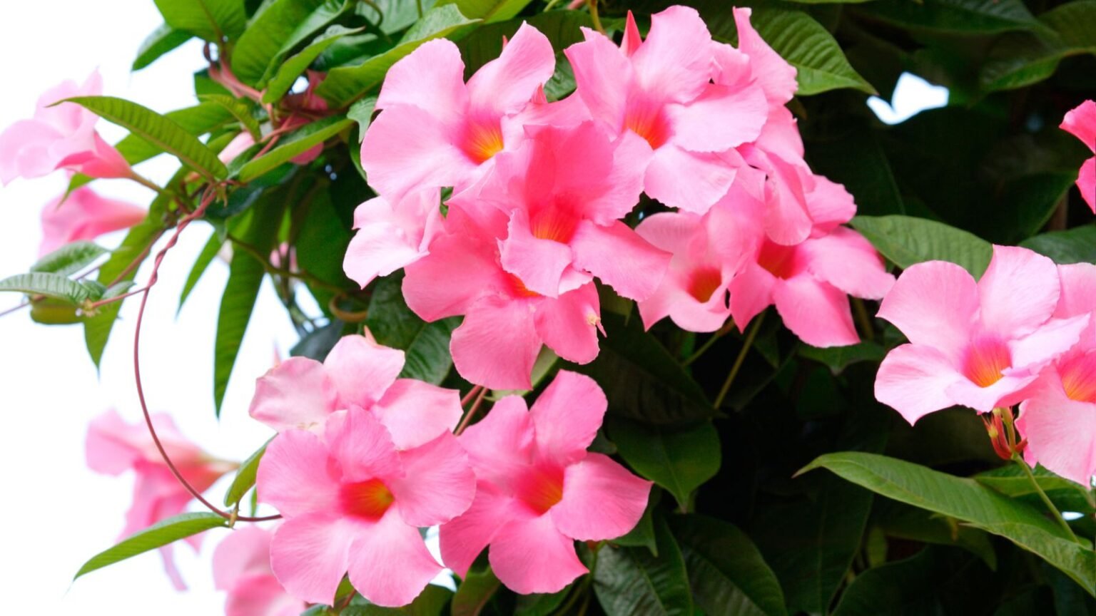 The Complete Dipladenia Plant Care Guide: Grow, Train & Thrive
