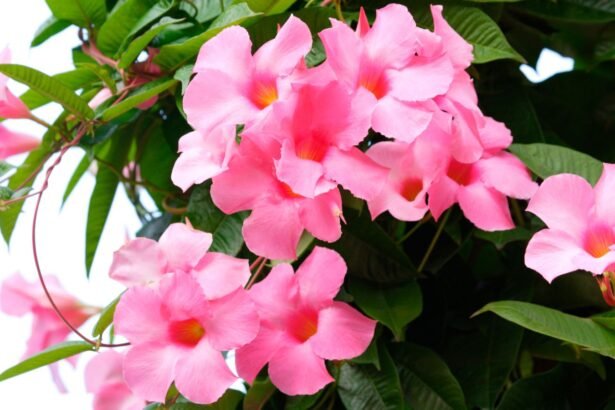 The Complete Dipladenia Plant Care Guide: Grow, Train & Thrive
